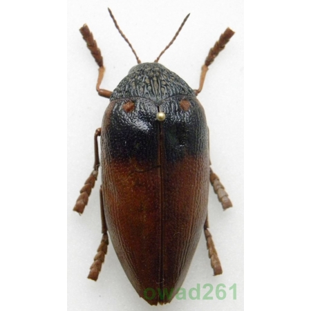 Sternocera castanea basinigra Müller, 1941 Etiopia